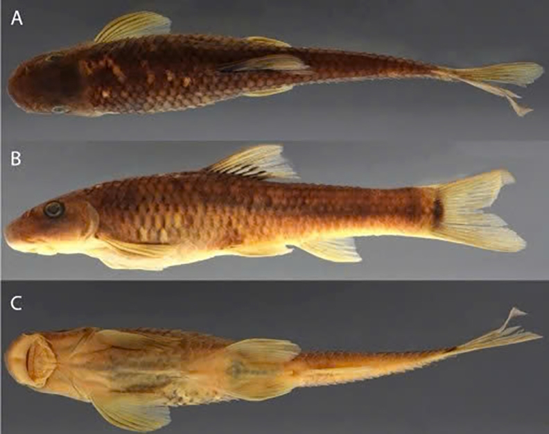 Vietnamese fish and bee named among 70 new species identified in 2025